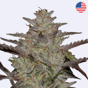 AlienZ Feminisierte Samen