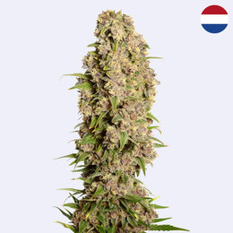 Amazing Haze Feminisierte Samen