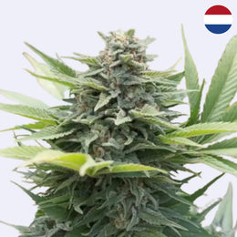 Amnesia Core Cut - HY-Pro Seeds - Steckling