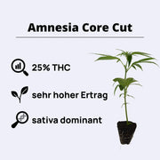 Amnesia Core Cut cannabis plant with 25% THC, high yield, sativa dominant, growing time of 9 weeks.
