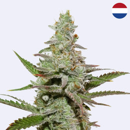 Amsterdam Amnesia Feminisierte Samen