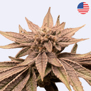 Apples & Bananas - Steckling