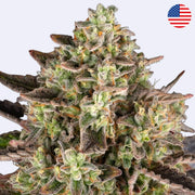 Nahaufnahme von Apple Fritter feminisierten Samen von Barneys Farm, die blühenden Cannabisblüten zeigen.