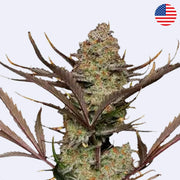 Apple Strudel Autoflowering Samen - 420 Fast Buds