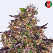 Nahaufnahme von Ayahuasca Purple feminisierten Samen von Barneys Farm, zeigt die dichten, bunten Blüten.