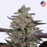 Banana Krumble Feminisierte Samen