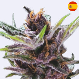 Black Cherry Punch - Pyramid Seeds - Steckling