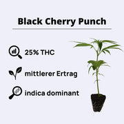 Bestseller Bundle featuring Black Cherry Punch cannabis plant with 25% THC and 8-9 weeks growth time.