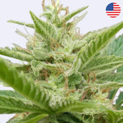 Black Toffee Autofowering Samen