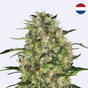 Nahaufnahme einer Black Domina Pflanze mit reichhaltigen Blüten von Sensi Seeds.