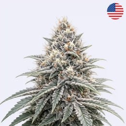 Blue Zushi - Clone Only - Steckling