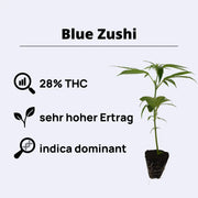 Blue Zushi - Clone Only - Steckling