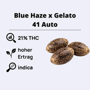 Blue Haze x Gelato 41 Auto Autoflowering Samen mit 21% THC und hohem Ertrag