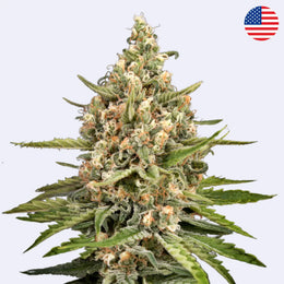 Bubba Slush Feminisierte Samen