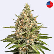 Bubba Slush Feminisierte Samen