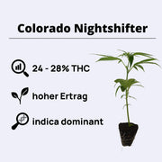 Colorado Nightshifter, eine indica dominant Pflanze mit 24 - 28% THC und hohem Ertrag.