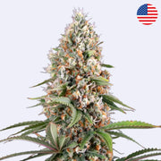 Candy Kush Express Feminisierte Samen von Royal Queen Seeds mit dichten Blüten und leuchtenden Farben.