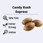 Candy Kush Express - Feminisierte Samen mit 18% THC und hohem Ertrag, ideal für Indica-Liebhaber.