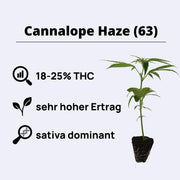Cannalope Haze (63) Steckling - DNA Genetics