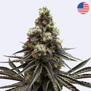 Cap Junky - Seed Junky Genetics - Steckling