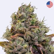 Chaos Cake Feminsierte Samen - Anesia Seeds