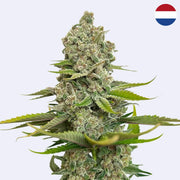 Choco Cheesecake Feminisierte Samen