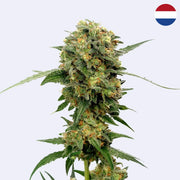 Chocolato Feminisierte Samen