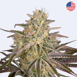 Cloud Walker Feminisierte Samen