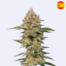 Critical feminisierte Samen