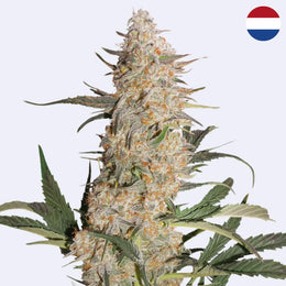 Critical Orange Punch Feminisierte Samen