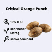Critical Orange Punch Feminisierte Samen