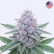 Crostata - Phinest Cannabis - Steckling featuring vibrant cannabis buds with frost and leaves.