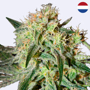 Damn Sour Feminisierte Samen