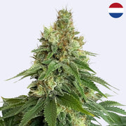 Double Blue Feminisierte Samen