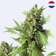 Duck Autoflowering Samen