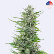 Fat Banana Feminisierte Samen - Royal Queen Seeds Pflanze mit dichten Blüten und hellem, grünem Blattwerk.