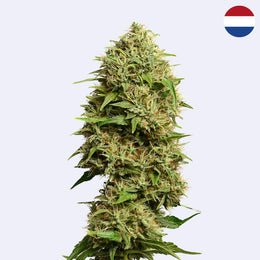 Fatkid's Cake Feminisierte Samen