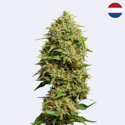 Fatkid's Cake Feminisierte Samen