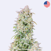 Forbidden Runtz Autoflowering Samen