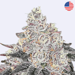 Frozen Black Cherry Feminsierte Samen - Anesia Seeds