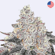 Frozen Black Cherry Feminsierte Samen - Anesia Seeds