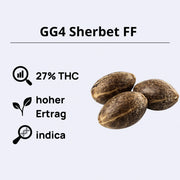 GG4 Sherbet FF feminisierte Samen mit 27% THC, hohem Ertrag und indica Eigenschaften