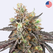 Gelato 41 x Gelato 41 Autoflowering Samen