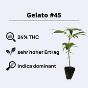 Bestseller Bundle | Gelato #45 Steckling mit 24% THC, indica dominant und sehr hohem Ertrag.