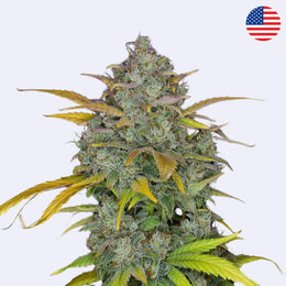 Gelato Autoflowering Samen