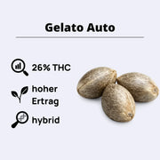 Gelato Autoflowering Samen