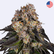 Nahaufnahme von Girl Scout Cookies feminisierten Samen von Barneys Farm mit blühenden Knospen.