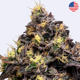 Glowberry Rush Feminsierte Samen - Anesia Seeds