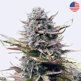 Gorilla Cookies Autoflowering Samen