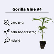 Gorilla Glue 4 plant with 27% THC, high yield, 8-9 weeks growth time, hybrid strain.